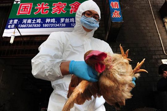 В Китае вирус H7N9 унес жизни 10 человек. Фoто: AFP