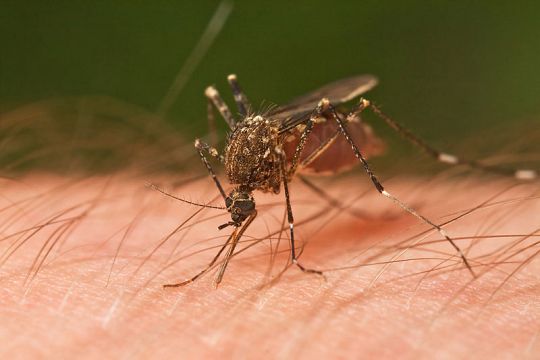 Лихорадку денге переносят комары. Будьте бдительны!