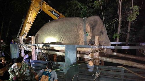 После поиски Сидора Ноука при помощи строительной техники погрузили на армейкий автомобиль и вернули в природный заказник Khao Ang Ruenai Wildlife Sanctuary. Фото: Manit Sanubboon
