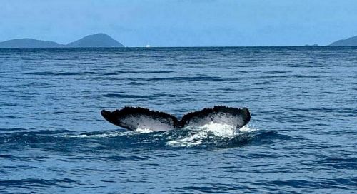 Горбатого кита заметили в заливе Пханг-Нга где-то между Пхукетом и Пхи-Пхи. Фото: Charoen Chanaphon via Phuket Info Center