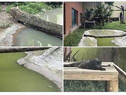 Зоопарк Чианг-Мая ответил на обвинения в плохих условиях содержания животных