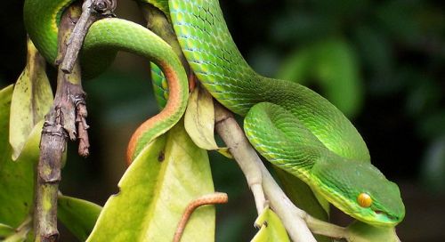 В отличие от пальмовой змеи, белогубая куфия может быть крайне опасна. Внешне эти змеи похожи. Фото: W.A. Djatmiko