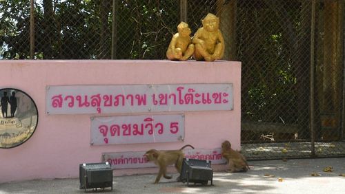 На Пхукете началась вторая волна стерилизации обезьян. Фото: PR Depratment
