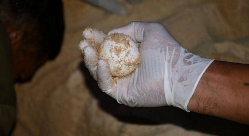 Новую кладку черепашьих яиц обнаружили в провинции Пханг-Нга.