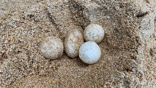 Две новых кладки черепашьих яиц нашли в провинции Пханг-Нга. Фото: DMCR