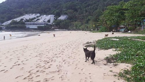 На пляже Най-Харн планируют запретить выгул собак и ввести штрафы за нарушение запрета. К бродячим псам претензий нет. Фото: Phuket Lifeguard Service