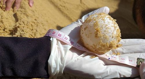 Новая кладка черепашьих яиц найдена в провинции Пханг-Нга. Фото: DNP