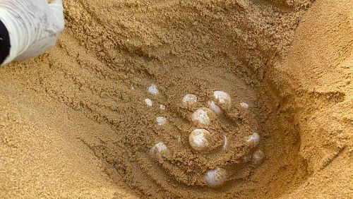 Новую кладку яиц морской черепахи нашли в провинции Пханг-Нга. Фото: Иккапоп Тхонгтуб