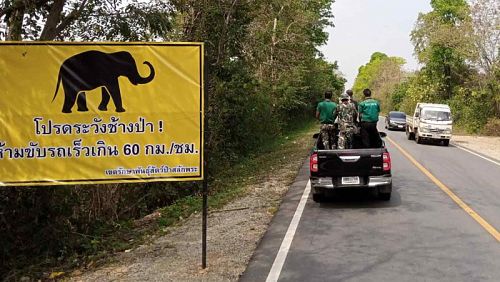 На отрезке дороги в Канчанабури, который часто переходят слоны, установили 35 предупреждающих знаков. Фото: Piyarat Chongcharoen / Bangkok Post