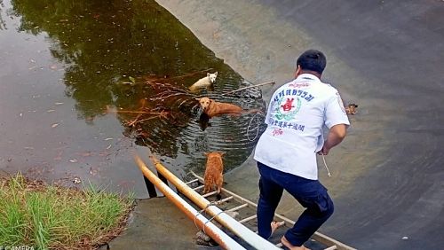 В Таланге спасли трех собак, упавших в рукотворный водоем. Фото: Natthaphong Kongkim
