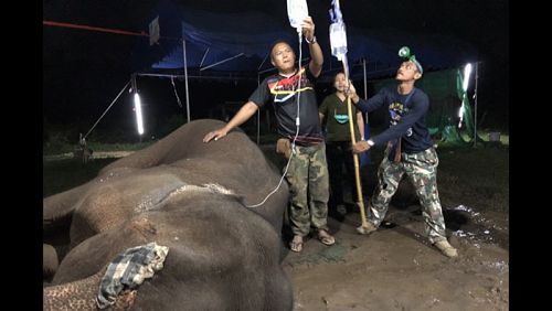 Больного слона нашли в Канчанабури. Фото: Piyarat Chongcharoen / Bangkok Post