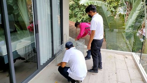 Специалисты устанавливают ловушку на обезьян в отеле. Фото: Khao Phra Thaew Non-Hunting Area