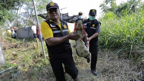 Во время дождей в провинции Кхон-Кэн затопило крокодилью ферму. Четыре хищника воспользовались наводнением и отправились «в самоволку». Фото: Chakrapan Nathanri / Bangkok Post