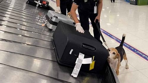 Служебный бигль обнаружил 9 кг колбасы в багаже пассажира из Ханоя, прилетевшего в Таиланд. Мясная продукция была изъята. Фото: Bangkok Post