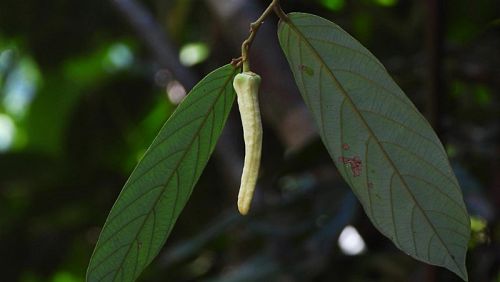 Обнаруженное в Таиланде новое растение назвали в честь Лисы Манобан. Фото: Biodiversity CHM Thailand