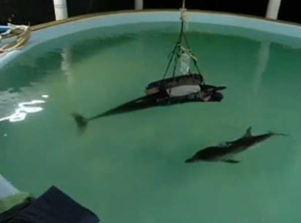 Раненые дельфины: мать скончалась, дитя под угрозой