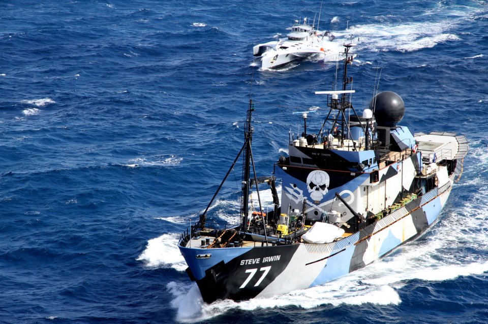 Защитники китов перехватили японский флот