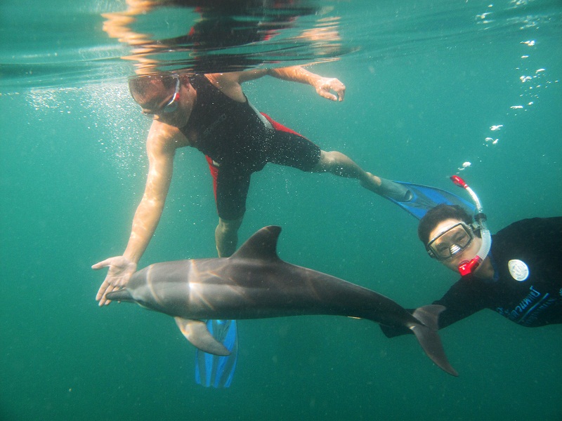 Сотрудники PMBC плавают с малышом-дельфином, которого они нашли больным в ноябре на пляже Карон, выходили и отпустили обратно в море. Но позже он все-таки погиб, попав в сети рыболовов.