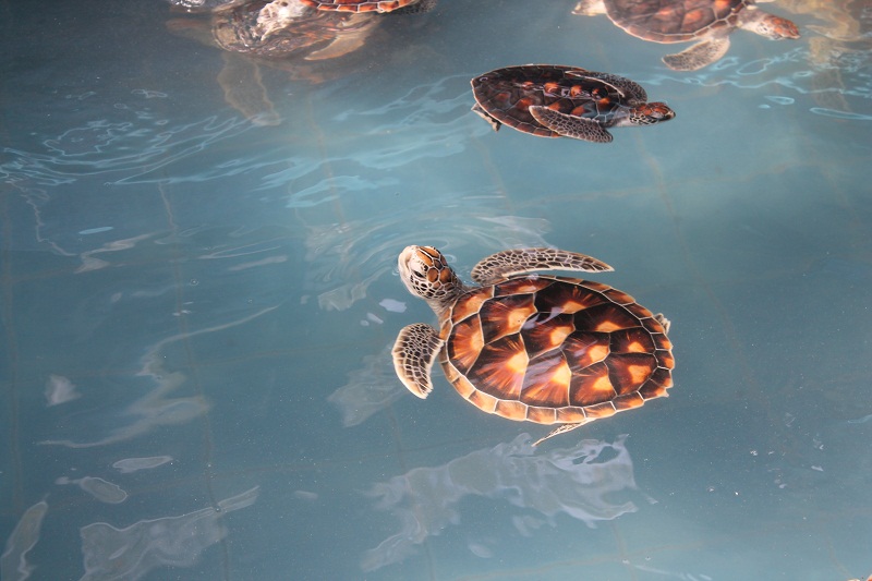 Морская черепаха борется за жизнь, благодаря помощи сотрудников доктора Китиватанавонга.