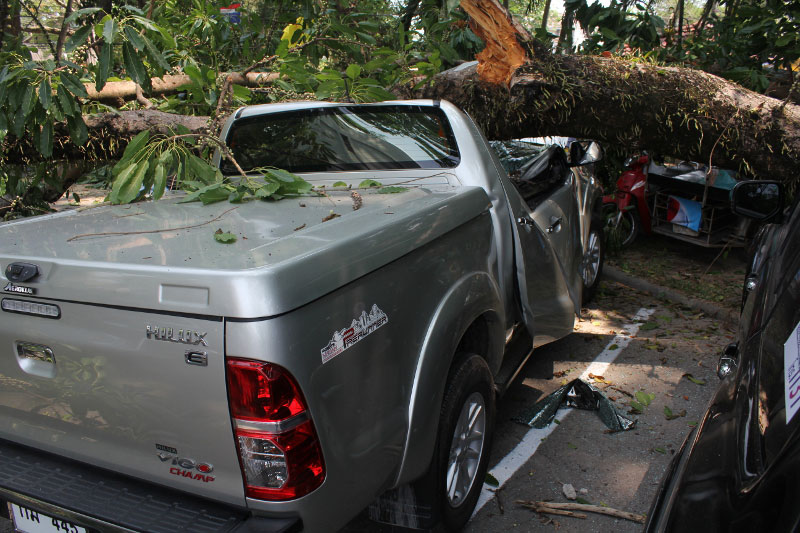 Священное дерево придавило 5 автомобилей в Пхукет-Тауне