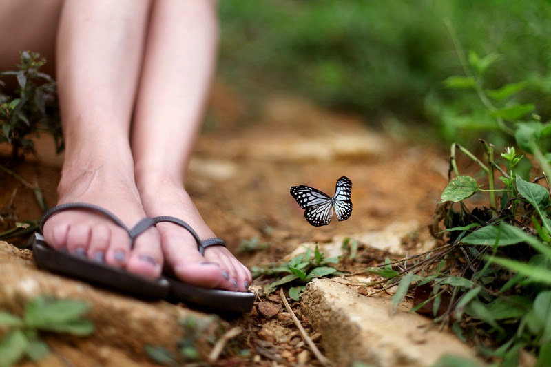 Бабочка в Национальном парке Кхао-Сок.
