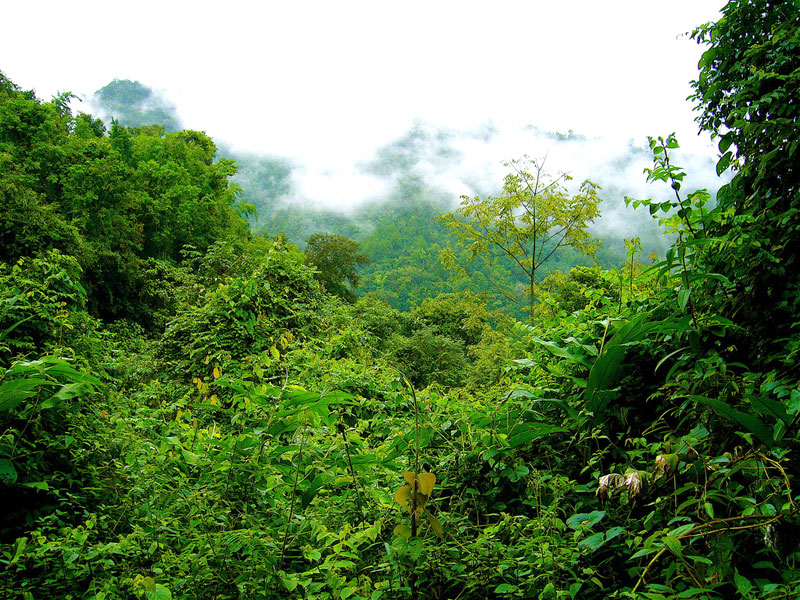 Таиланд вводит программу по защите лесов