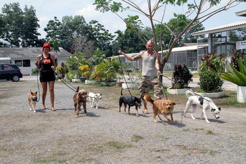 Зэт и Иззи со своими шестью четвероногими попутчиками в питомнике Soi Dog Foundation на Пхукете. Фото: Синди Эм