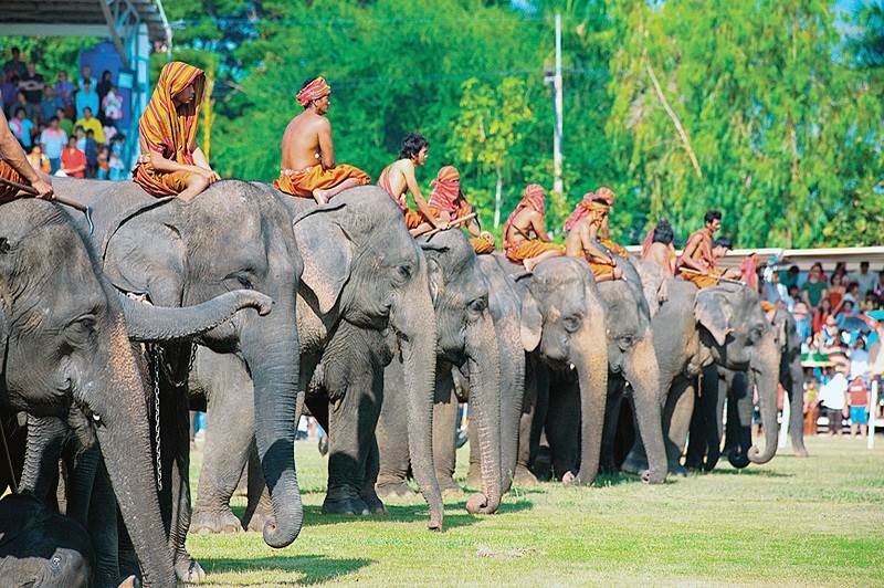 В Сурине проходят ежедневные представления и скачки на слонах.