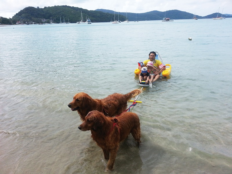 С помощью специальной тележки под управлением двух псов люди на колясках могут купаться на Панве.