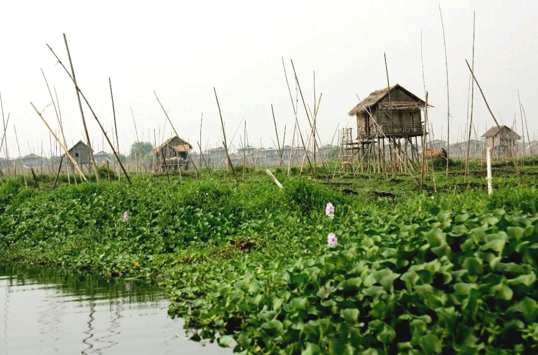Еду местные жители выращивают на плавучих огородах. Фото: dany13