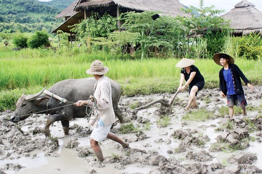Живая земля: Один день в роли рисового фермера