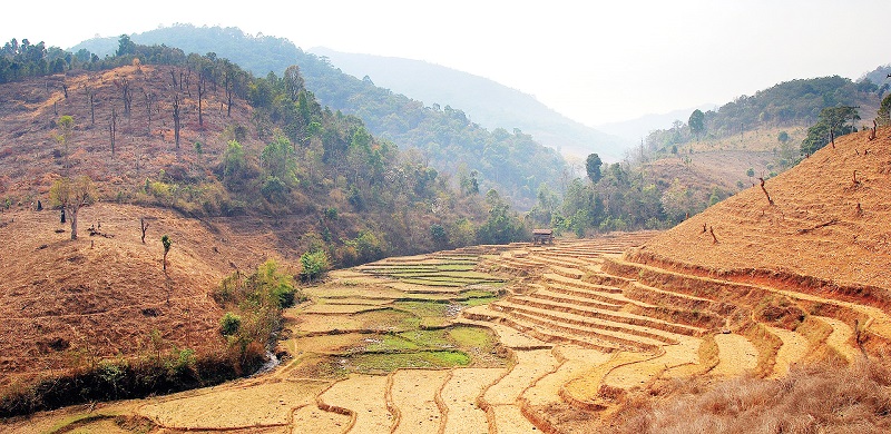 Рисовые поля в провинции Мае-Хонг-Сон.