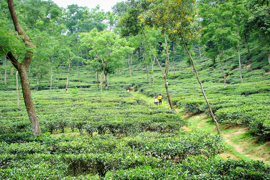 Чайные плантации.