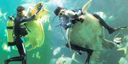 Инструкторы аквариум Сонгкхла седлают акул
