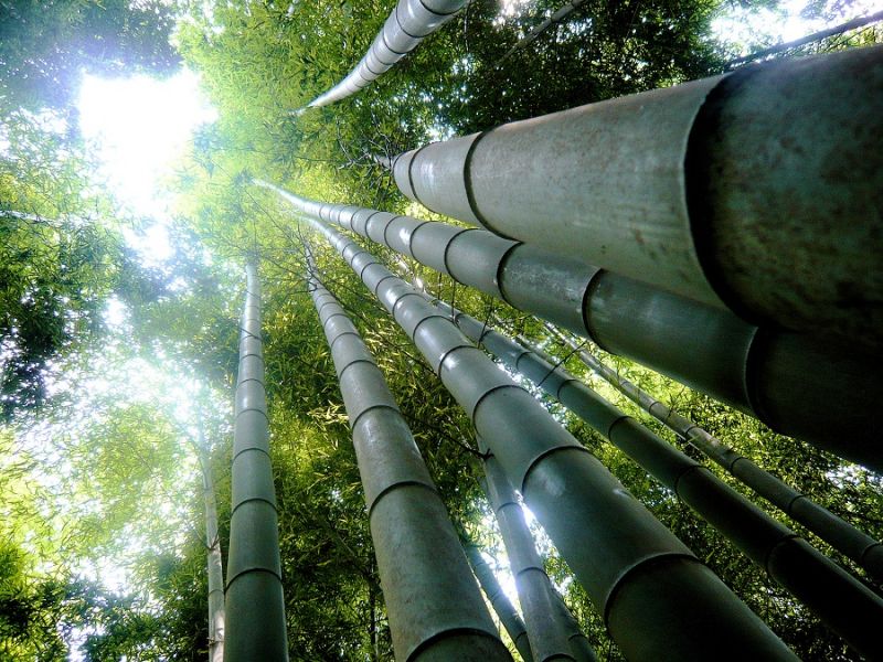 Вкусно и больно: Для чего Азии нужен бамбук?