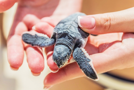 Turtle release 2015 пройдет на Пхукете 17 марта
