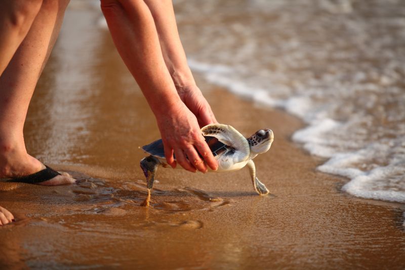 Церемония выпуска на волю морских черепах в Май-Кхао пройдет 13 апреля