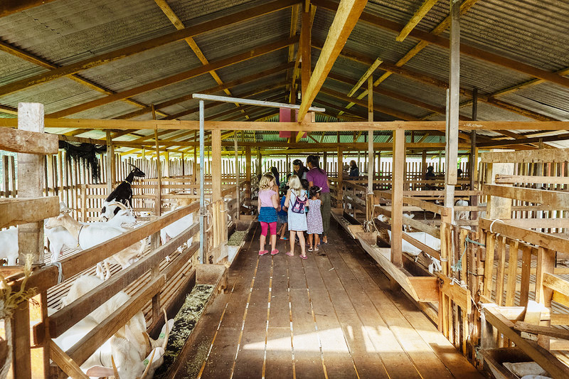 Урок естествознания: Козья ферма на Пхукете