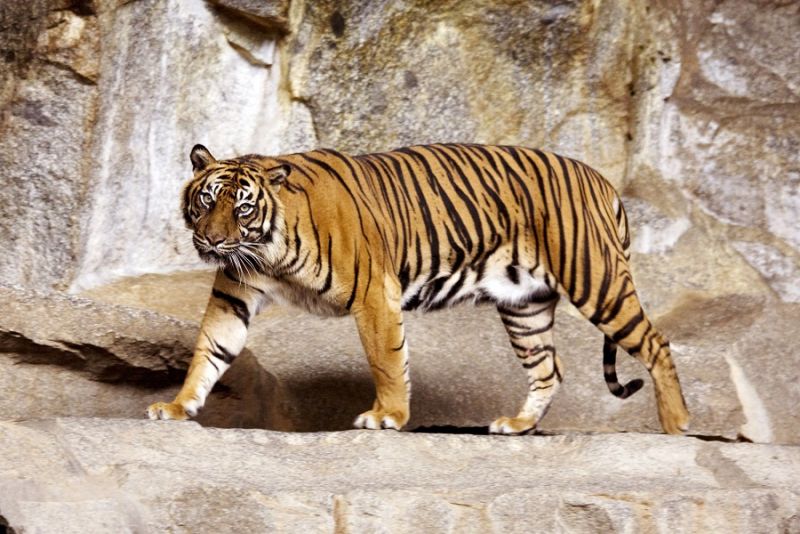 Тигра осудили за тройное убийство в Индии