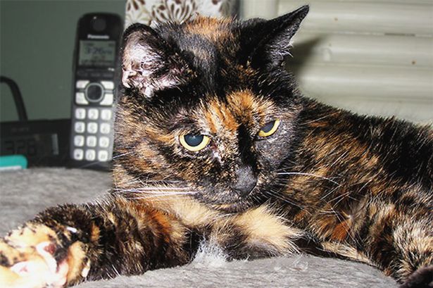 В Калифорнии умерла самая старая кошка в мире