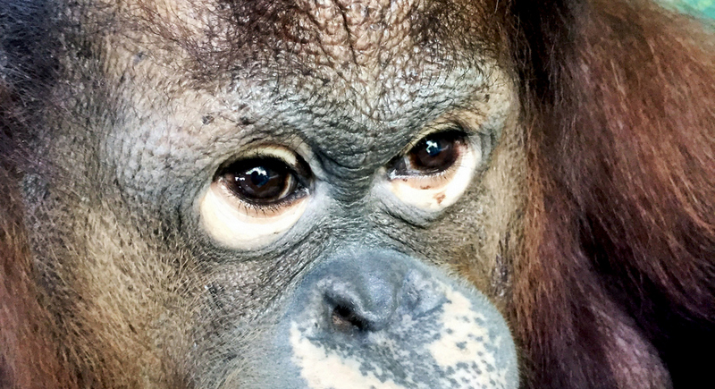 Орангутан Майло в зоопарке Пхукета. Фото предоставлено Вики Кили.