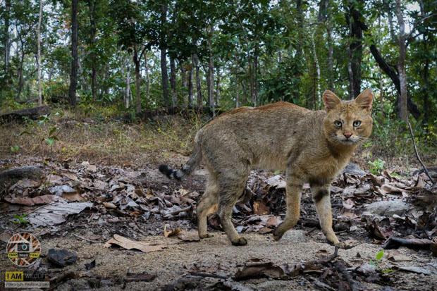 Индокитайского камышового кота впервые за 40 лет увидели в Таиланде