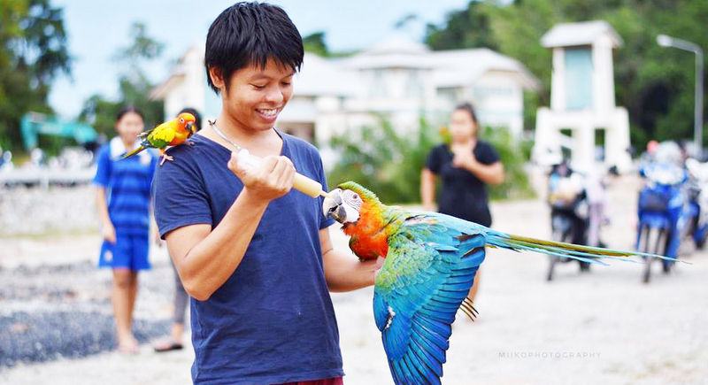 В небе над озером: Клуб заводчиков попугаев на Пхукете