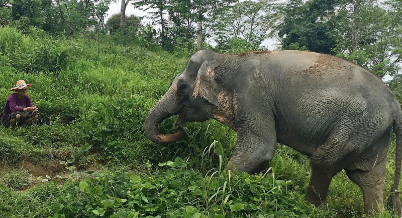 Phuket Elephant Sanctuary – дом для слонов на Пхукете
