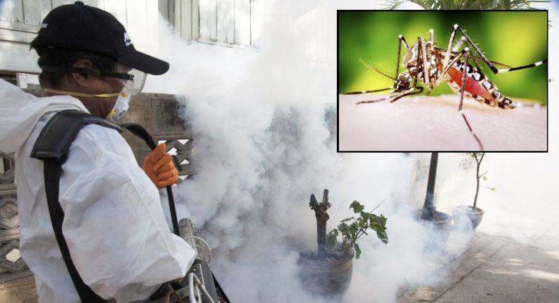 Что такое лихорадка денге и как от нее защититься