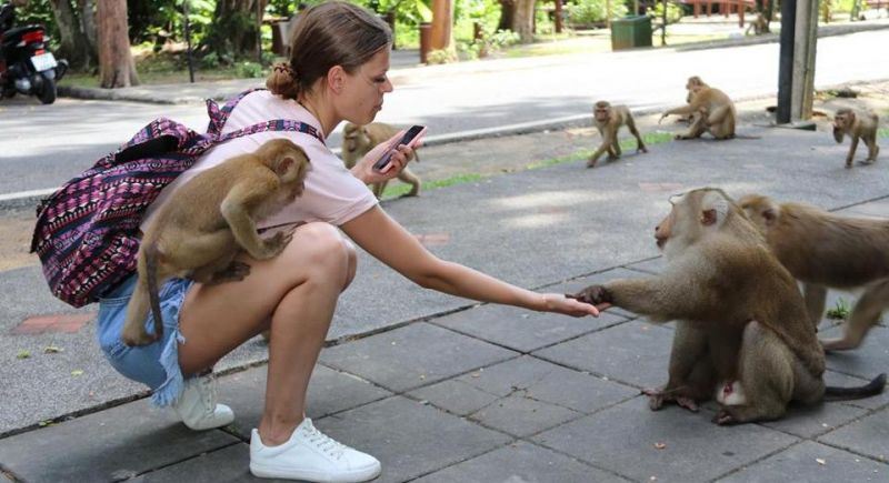 Укус обезьяны