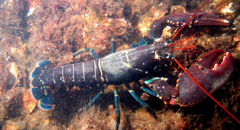 Европейский омар (англ. European lobster, лат. Hommarus gammarus). Фото: Bart Braun
