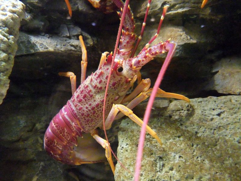 Скальный лангуст. (англ. Southern rock lobster, лат. Jasus edwardsii). Фото: Stemonitis