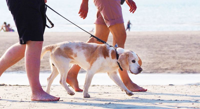Перетягивание каната: Как научиться собаку искусству прогулки с хозяином