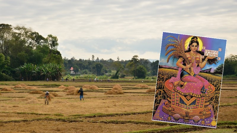Рис через века: Верования тайских фермеров
